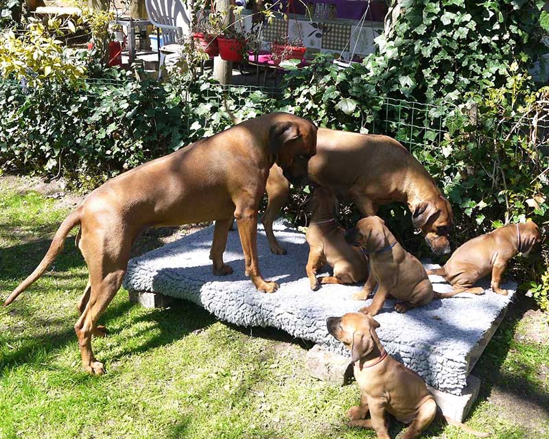 Die Welpen von Rhodesian Ridgeback Hündin Imuna in der siebten Lebenswoche