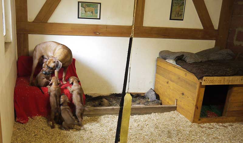 Die Welpen von Rhodesian Ridgeback Hündin Imuna in der siebten Lebenswoche