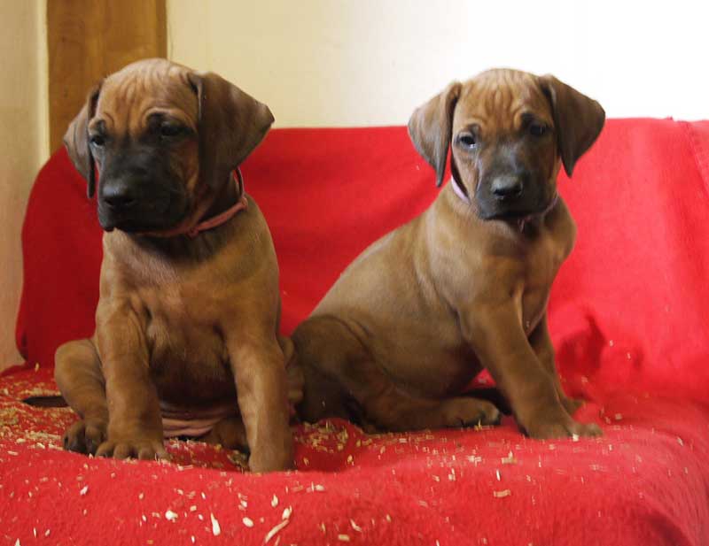 Die Welpen von Rhodesian Ridgeback Hündin Imuna in der siebten Lebenswoche