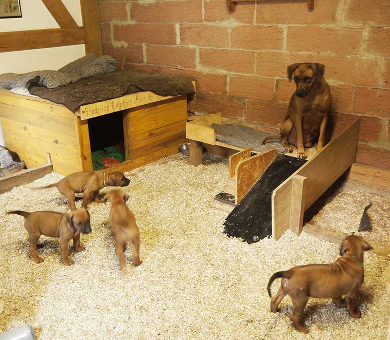 Die Welpen von Rhodesian Ridgeback Hündin Imuna in der siebten Lebenswoche