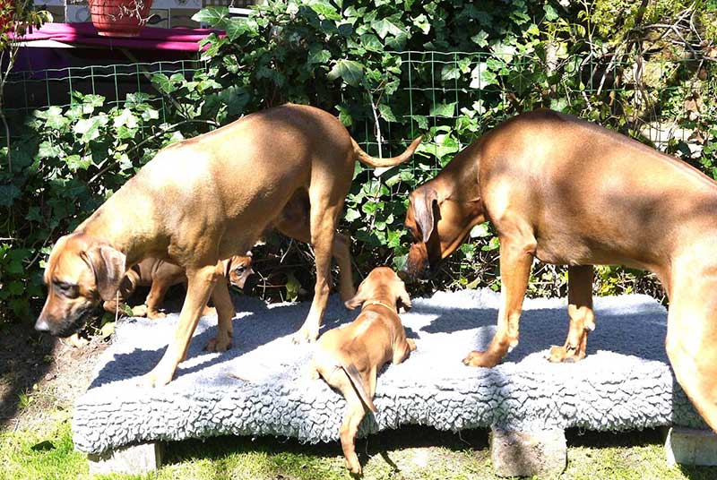 Die Welpen von Rhodesian Ridgeback Hündin Imuna in der siebten Lebenswoche