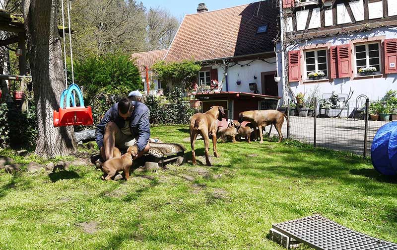 Die Welpen von Rhodesian Ridgeback Hündin Imuna in der siebten Lebenswoche