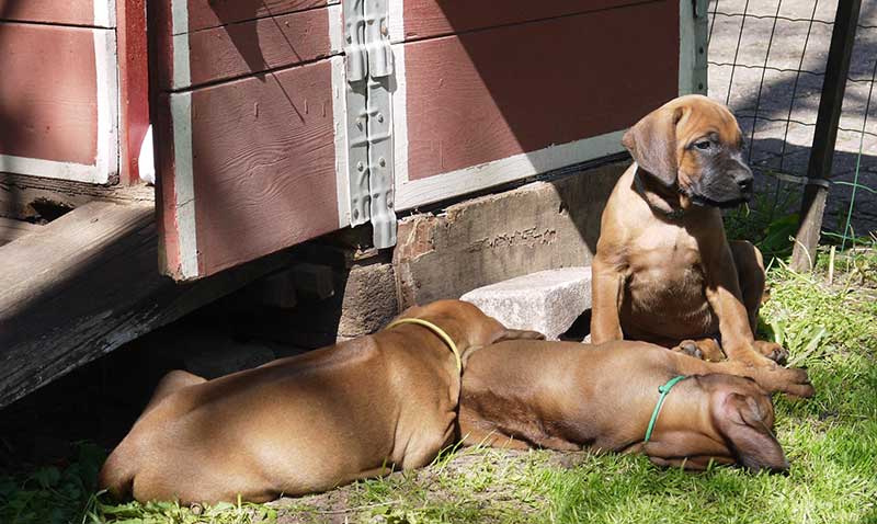 Die Welpen von Rhodesian Ridgeback Hündin Imuna in der siebten Lebenswoche
