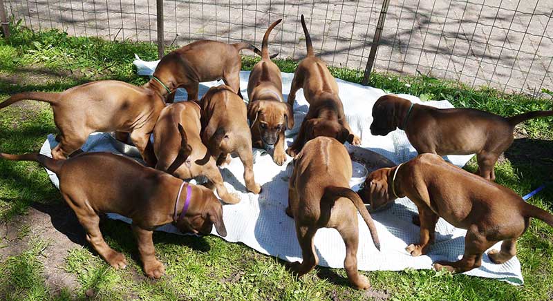 Die Welpen von Rhodesian Ridgeback Hündin Imuna in der achten Lebenswoche
