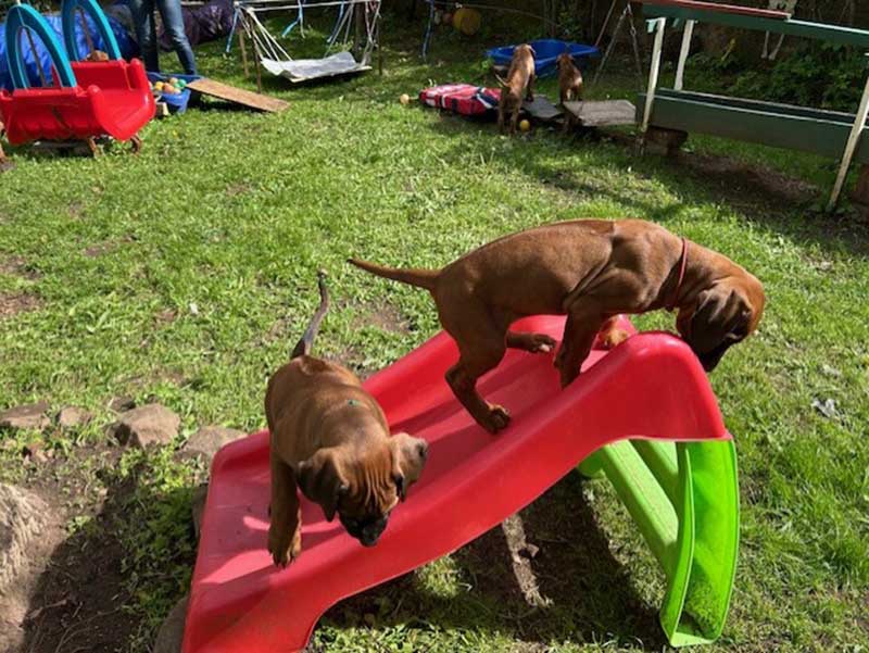 Die Welpen von Rhodesian Ridgeback Hündin Imuna in der achten Lebenswoche
