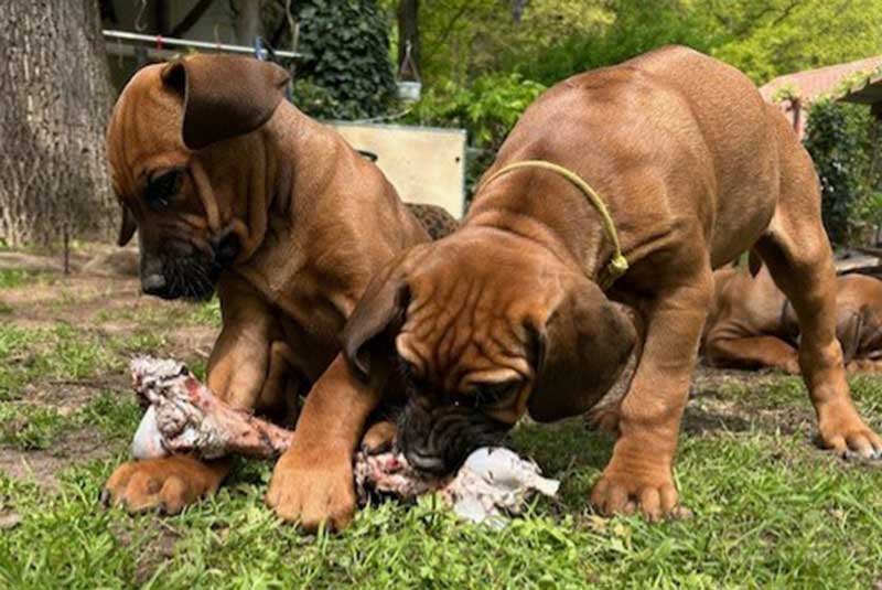 Die Welpen von Rhodesian Ridgeback Hündin Imuna in der achten Lebenswoche