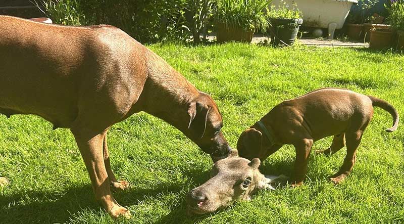 Die Welpen von Rhodesian Ridgeback Hündin Imuna in der achten Lebenswoche