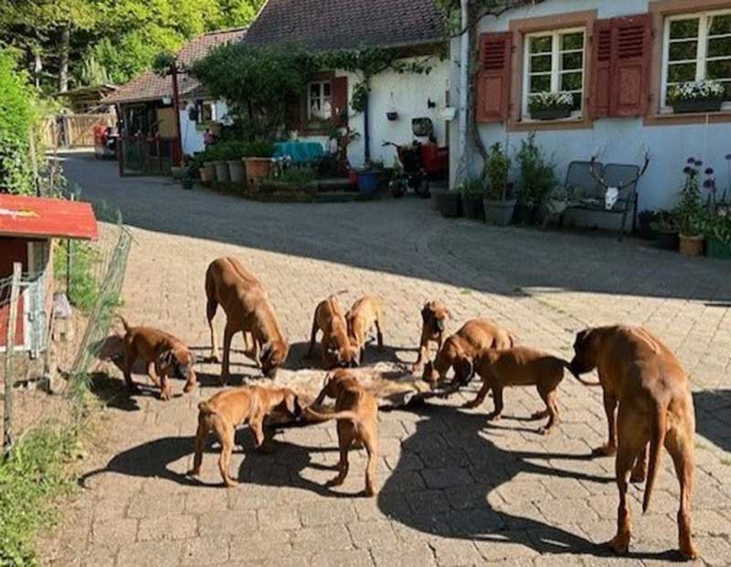 Die Welpen von Rhodesian Ridgeback Hündin Imuna in der achten Lebenswoche