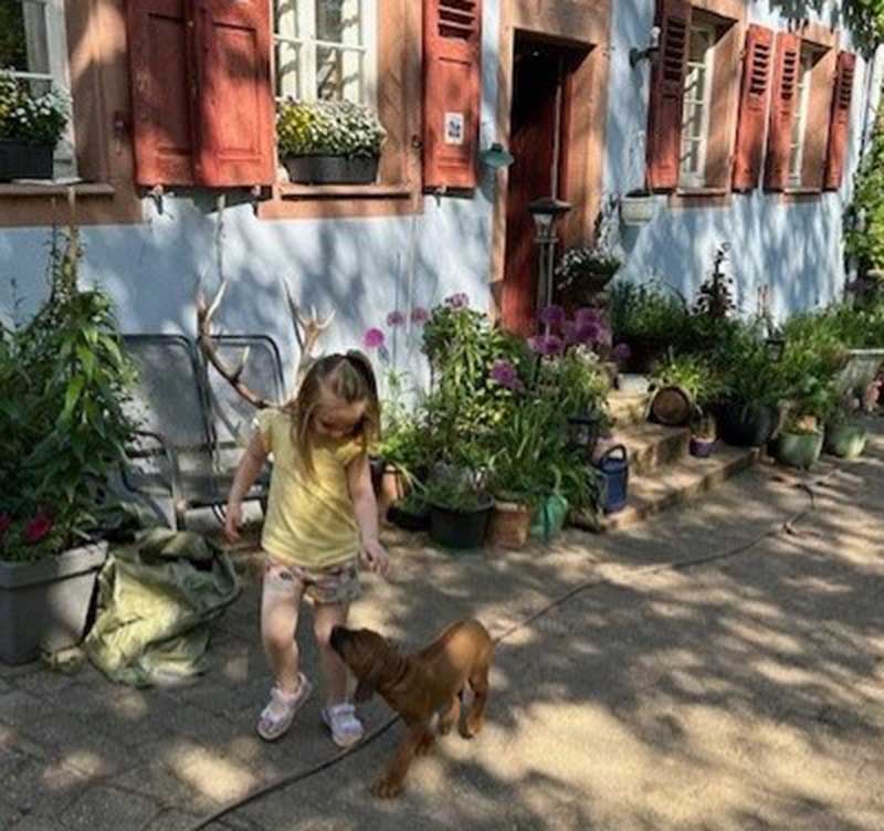 Die Welpen von Rhodesian Ridgeback Hündin Imuna in der achten Lebenswoche