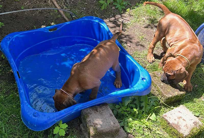 Die Welpen von Rhodesian Ridgeback Hündin Imuna in der achten Lebenswoche