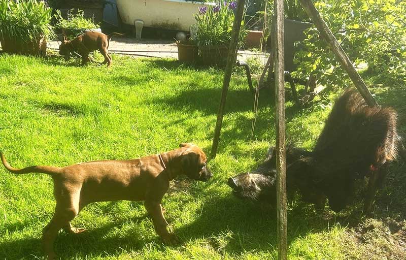 Die Welpen von Rhodesian Ridgeback Hündin Imuna in der achten Lebenswoche