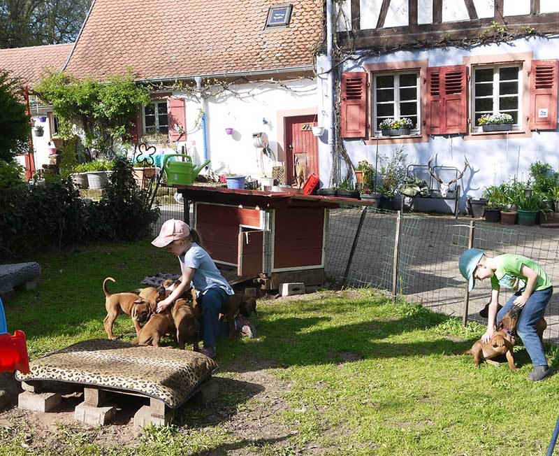 Die Welpen von Rhodesian Ridgeback Hündin Imuna in der achten Lebenswoche