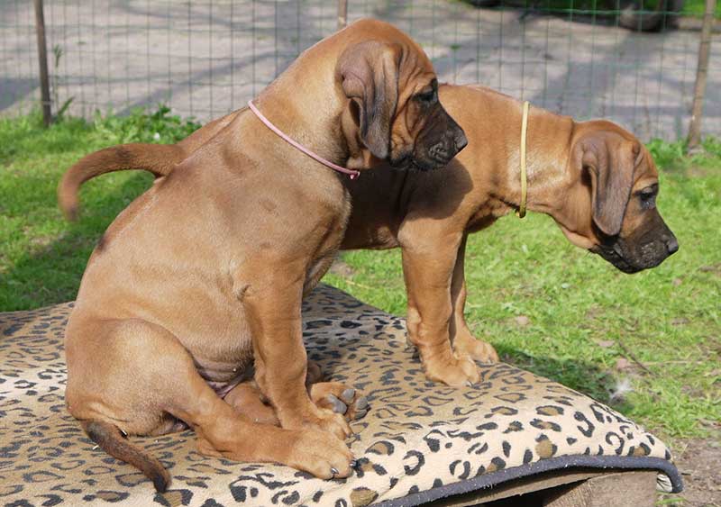 Die Welpen von Rhodesian Ridgeback Hündin Imuna in der achten Lebenswoche