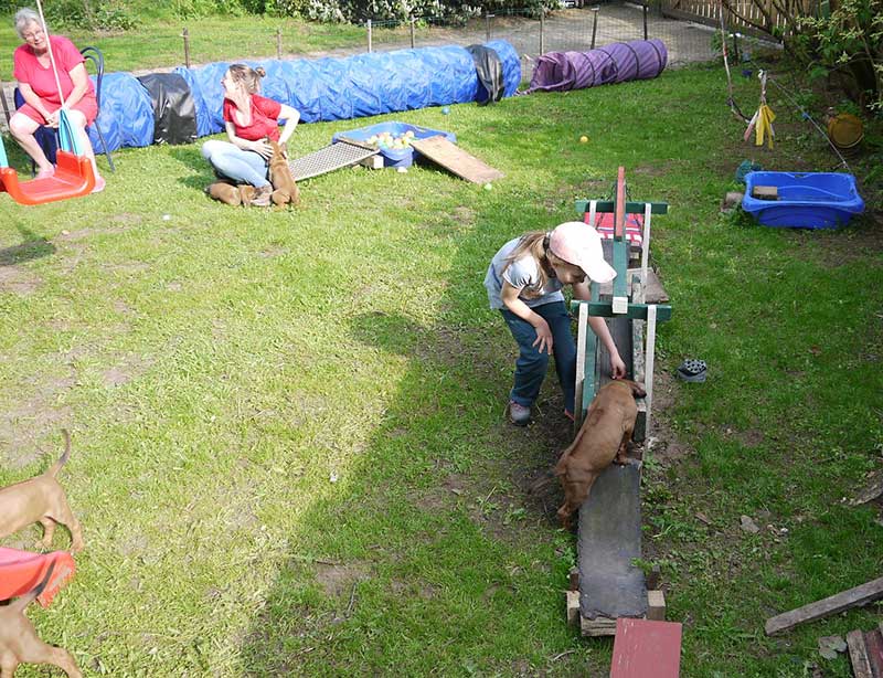 Die Welpen von Rhodesian Ridgeback Hündin Imuna in der achten Lebenswoche