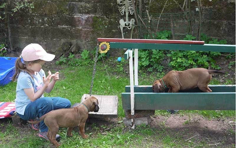 Die Welpen von Rhodesian Ridgeback Hündin Imuna in der achten Lebenswoche