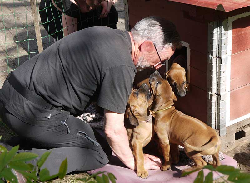 Die Welpen von Rhodesian Ridgeback Hündin Imuna in der achten Lebenswoche
