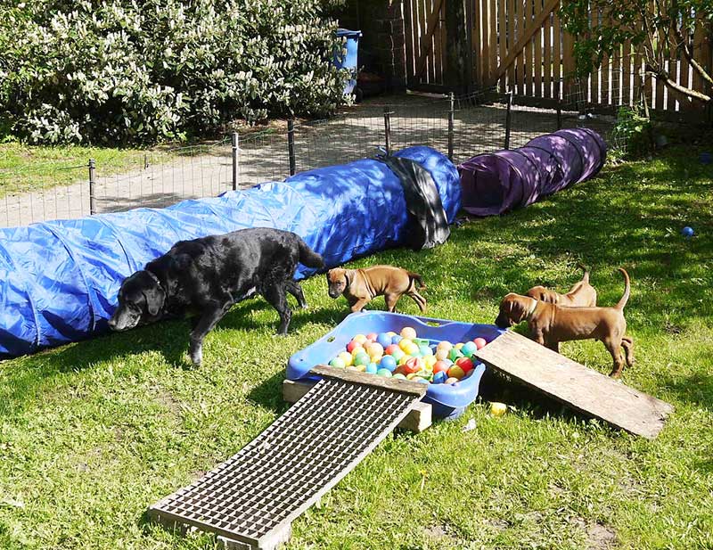 Die Welpen von Rhodesian Ridgeback Hündin Imuna in der achten Lebenswoche