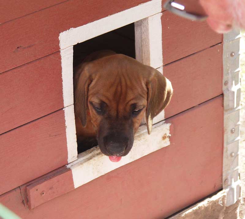Die Welpen von Rhodesian Ridgeback Hündin Imuna in der achten Lebenswoche