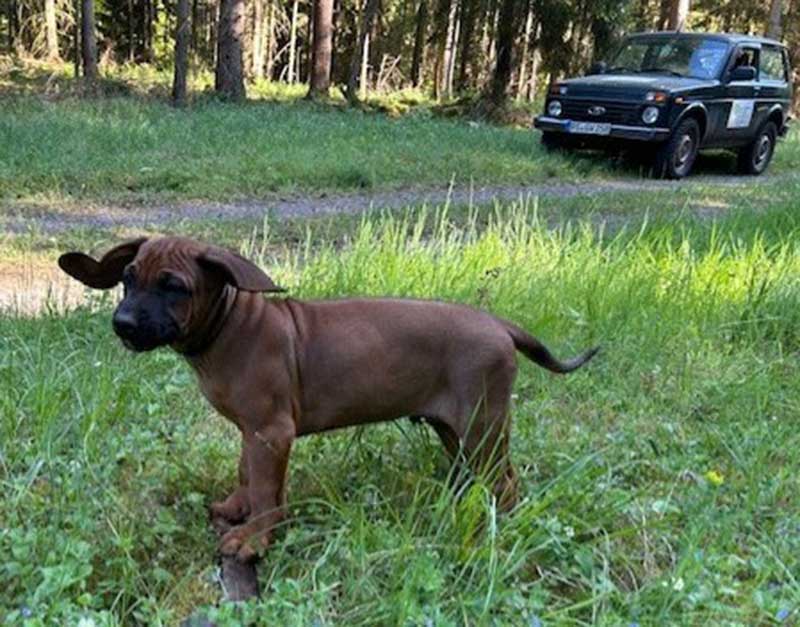 Die Welpen von Rhodesian Ridgeback Hündin Imuna in der neunten Lebenswoche