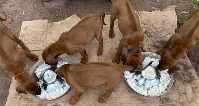 Die Welpen von Rhodesian Ridgeback Hündin Imuna in der neunten Lebenswoche