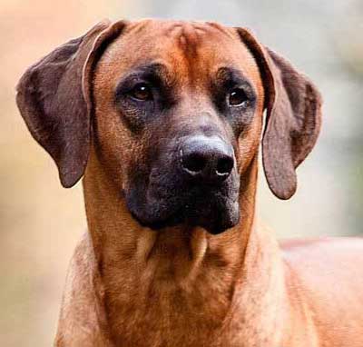 Rhodesian Ridgeback Rüde Umlani Fani Kipanga