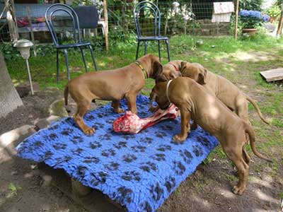 Rhodesian Ridgeback-Welpen bei der “Knochenarbeit”