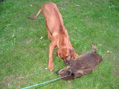 Jagdliche Prägung eines jungen Rigdebacks