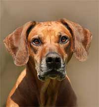 Rhodesian Ridgeback Hündin