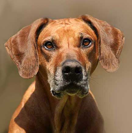 Rhodesian Ridgeback